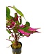 Wasserpflanze Hygrophila Corymbosa Pink Wasserpflanze Hygrophila Corymbosa Pink