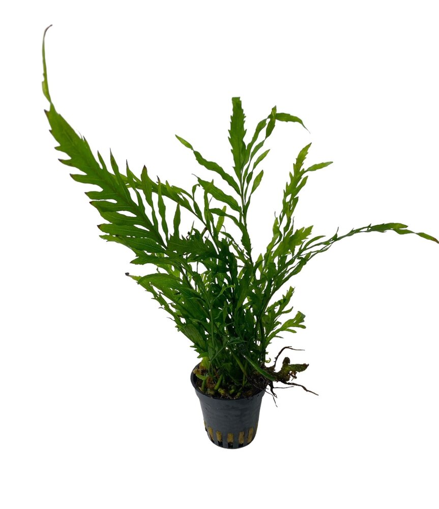 Wasserpflanze Bolbitis Heudelotii