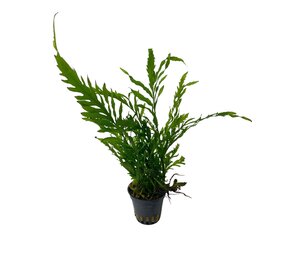 Wasserpflanze Bolbitis Heudelotii