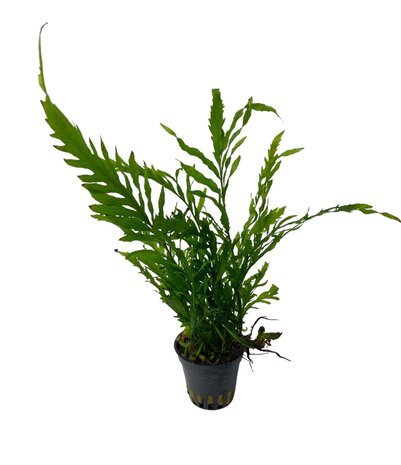 Wasserpflanze Bolbitis Heudelotii