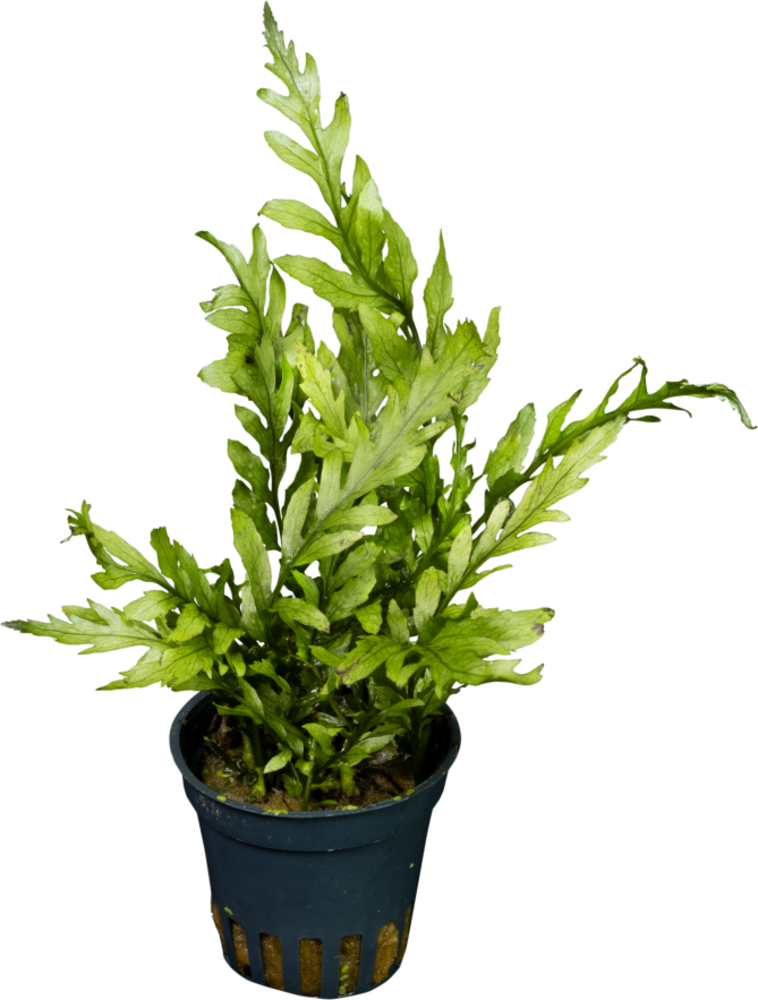 Wasserpflanze Bolbitis Heudelotii
