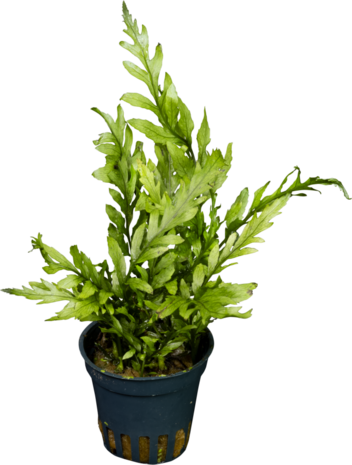 Waterplant Bolbitis Heudelotii