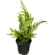 Wasserpflanze Bolbitis Heudelotii