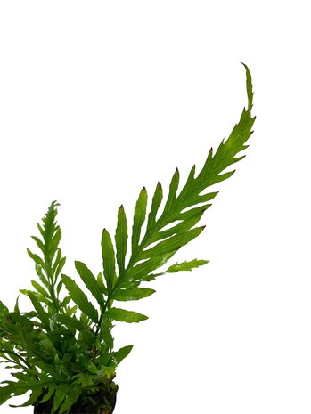 Waterplant Bolbitis Heudelotii