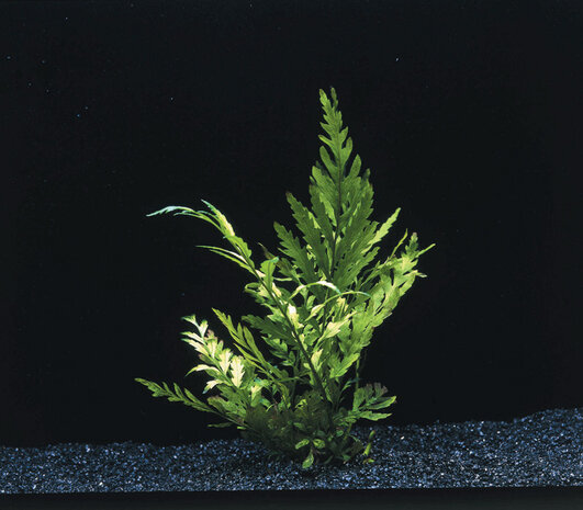 Wasserpflanze Bolbitis Heudelotii