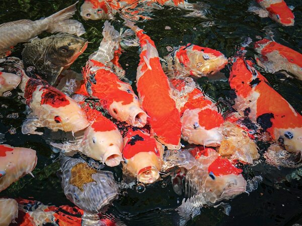 Hikari Friend 2x10 Kg Medium+Large Hikari Friend 2x10 Kg Medium+Large