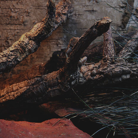 Arcadia Jungle Dawn LED-Leiste 870mm 51W Arcadia Jungle Dawn LED-Leiste 870mm 51W