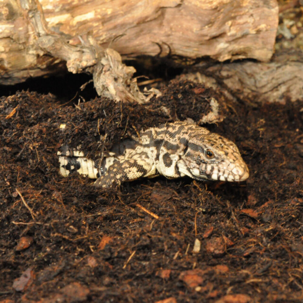 Habistat Jungle Bio Substrat 10L Habistat Jungle Bio Substrat 10L