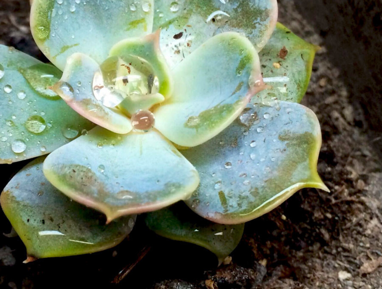 Arcadia Bio Revitaliser 450g Arcadia Bio Revitaliser 450g