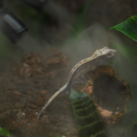 Habistat Luftbefeuchter + Digitale Zeitschaltuhr