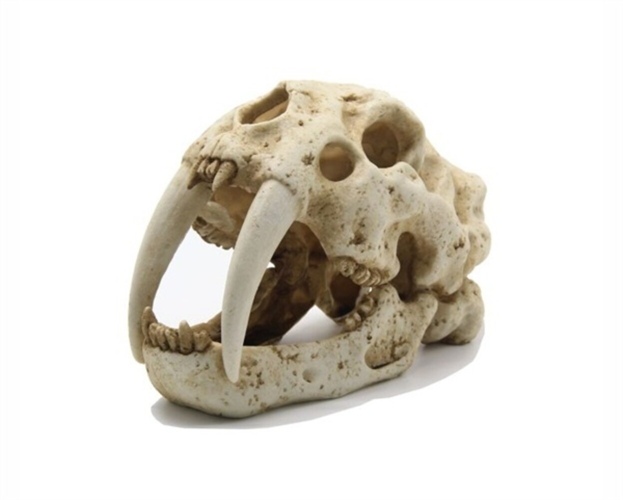 Blue Belle Pacific Tiger Skull