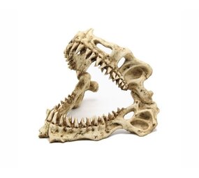 Blue Belle Pacific Hai-Schädel