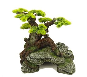 Blue Belle Pacific Bonsai Wonder 1