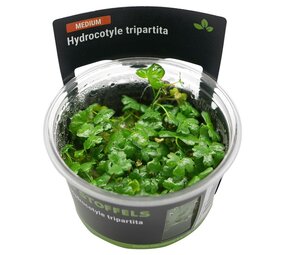 Wasserpflanze Hydrocotyle Tripartita in-vitro