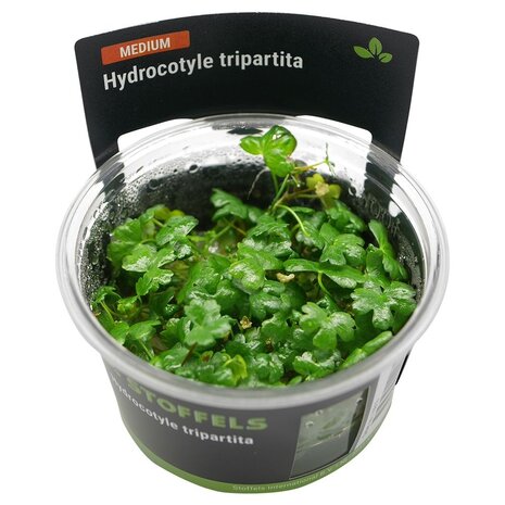 Waterplant Hydrocotyle Tripartita in-vitro