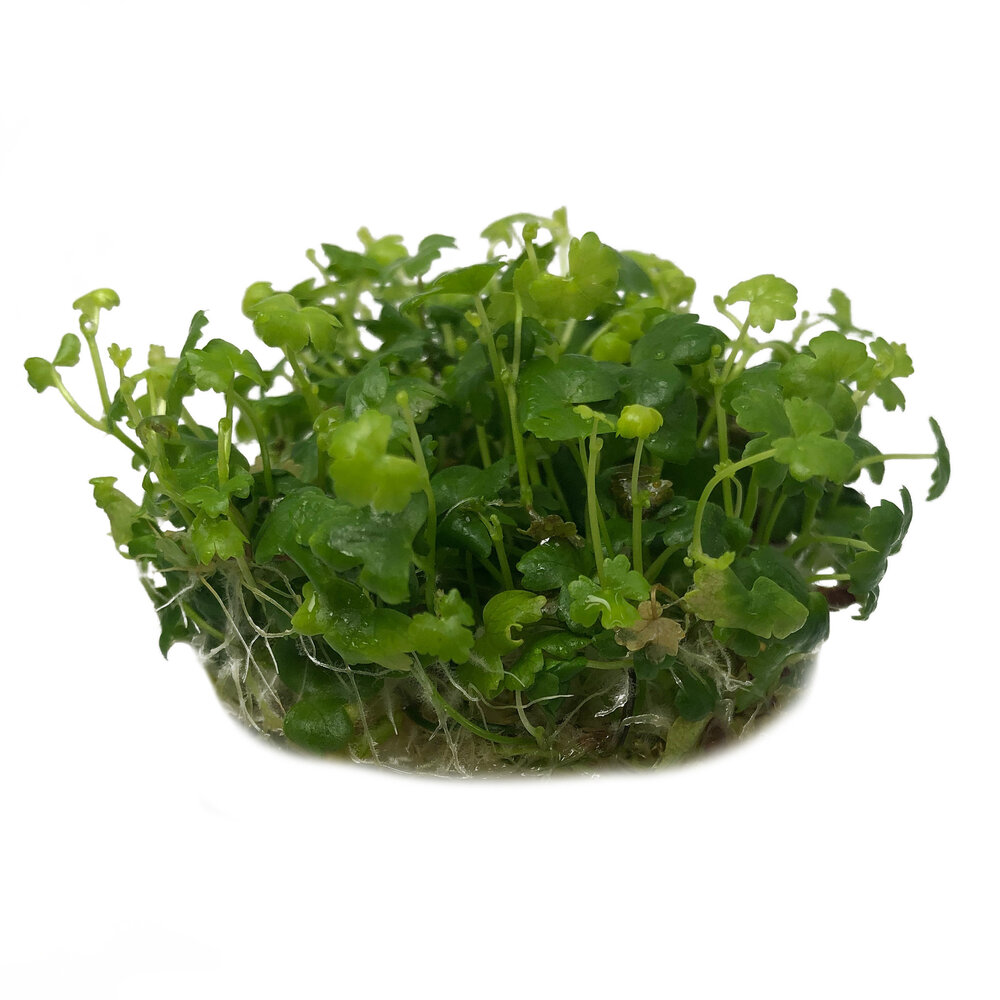 Wasserpflanze Hydrocotyle Tripartita in-vitro Wasserpflanze Hydrocotyle Tripartita in-vitro