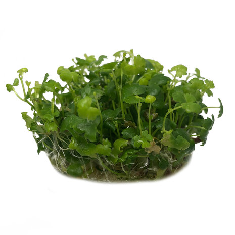 Waterplant Hydrocotyle Tripartita in-vitro