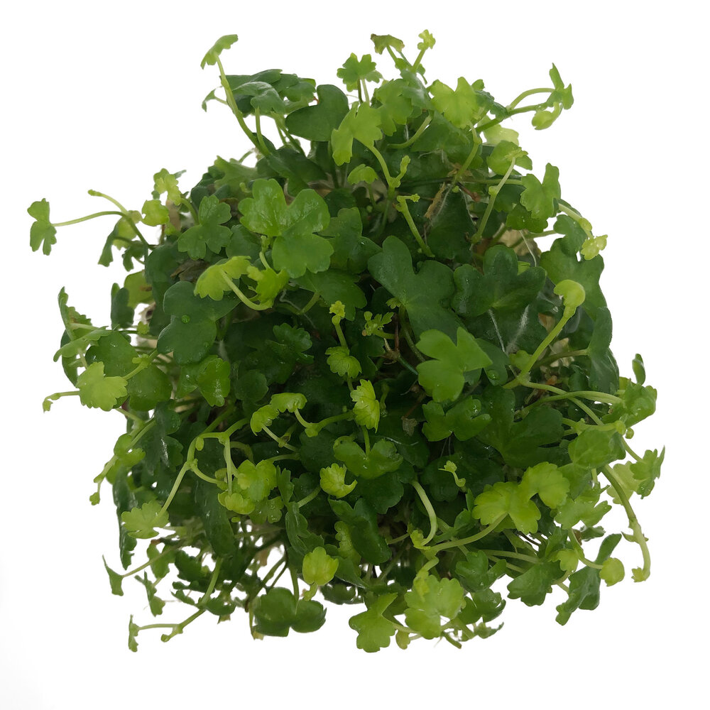 Wasserpflanze Hydrocotyle Tripartita in-vitro Wasserpflanze Hydrocotyle Tripartita in-vitro