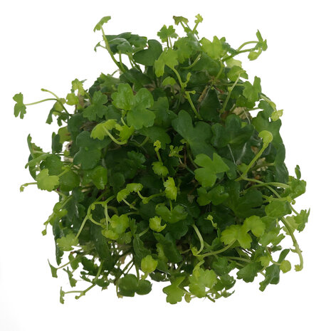 Wasserpflanze Hydrocotyle Tripartita in-vitro Wasserpflanze Hydrocotyle Tripartita in-vitro
