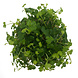 Wasserpflanze Hydrocotyle Tripartita in-vitro Wasserpflanze Hydrocotyle Tripartita in-vitro