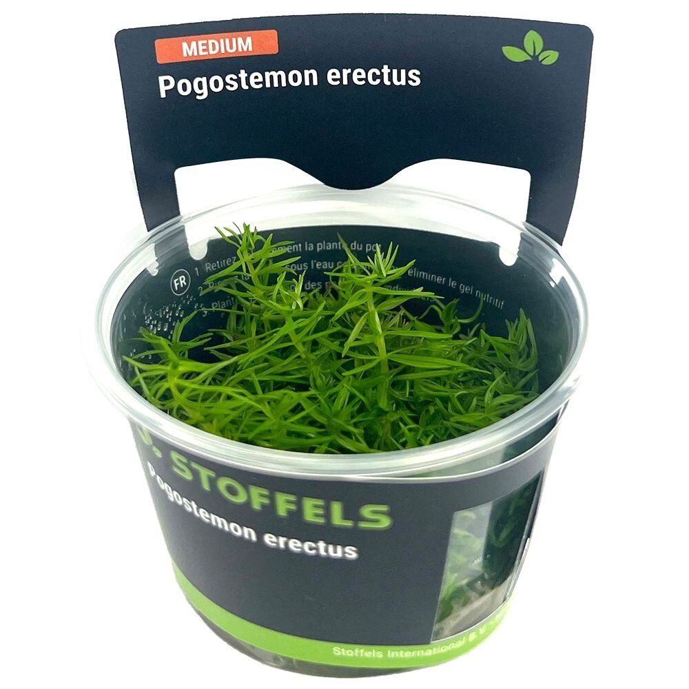Wasserpflanze Pogostemon Erectus in-vitro Wasserpflanze Pogostemon Erectus in-vitro