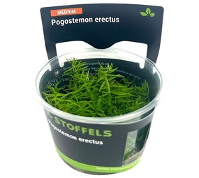 Wasserpflanze Pogostemon Erectus in-vitro