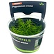 Wasserpflanze Pogostemon Erectus in-vitro Wasserpflanze Pogostemon Erectus in-vitro