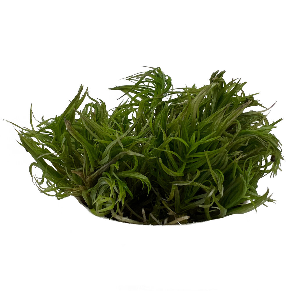 Waterplant Pogostemon Erectus in-vitro