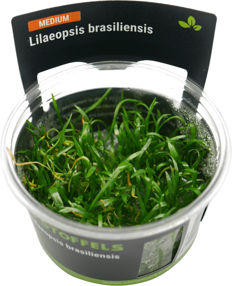 Waterplant Lilaeopsis brasiliensis in-vitro