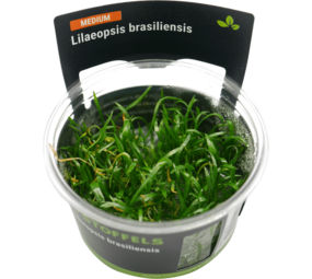 Waterplant Lilaeopsis brasiliensis in-vitro