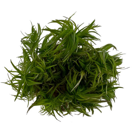 Waterplant Pogostemon Erectus in-vitro