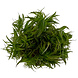 Wasserpflanze Pogostemon Erectus in-vitro Wasserpflanze Pogostemon Erectus in-vitro
