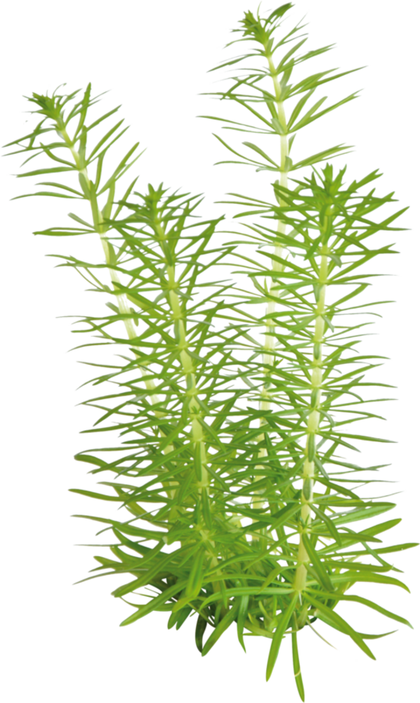 Waterplant Pogostemon Erectus in-vitro