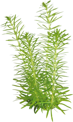 Waterplant Pogostemon Erectus in-vitro