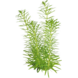 Wasserpflanze Pogostemon Erectus in-vitro Wasserpflanze Pogostemon Erectus in-vitro