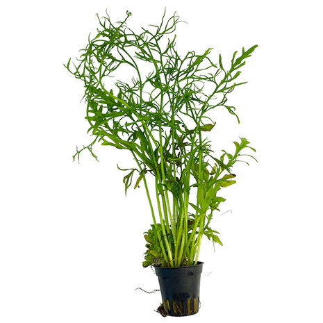 Wasserpflanze Ceratopteris Thalictroides Wasserpflanze Ceratopteris Thalictroides