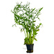 Wasserpflanze Ceratopteris Thalictroides Wasserpflanze Ceratopteris Thalictroides