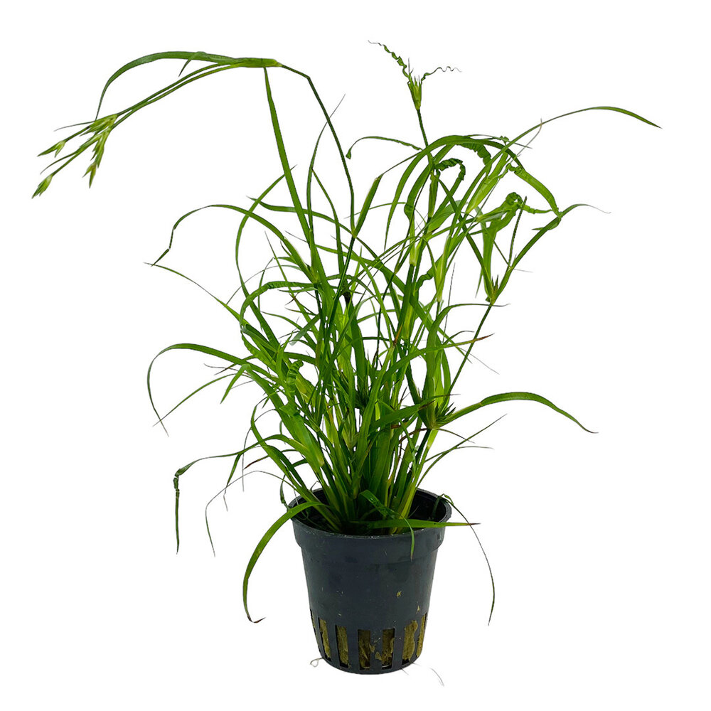 Wasserpflanze Juncus repens Wasserpflanze Juncus repens