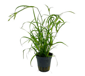 Waterplant Juncus repens Waterplant Juncus repens
