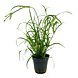 Wasserpflanze Juncus repens Wasserpflanze Juncus repens