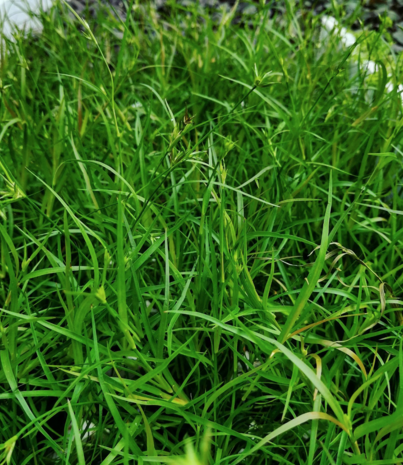 Wasserpflanze Juncus repens Wasserpflanze Juncus repens