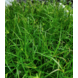 Wasserpflanze Juncus repens Wasserpflanze Juncus repens