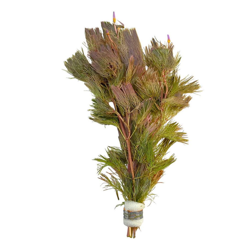 Waterplant Cabomba Furcata Piauhyensis