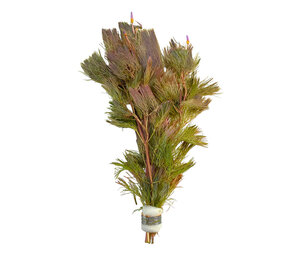 Wasserpflanze Cabomba Furcata Piauhyensis