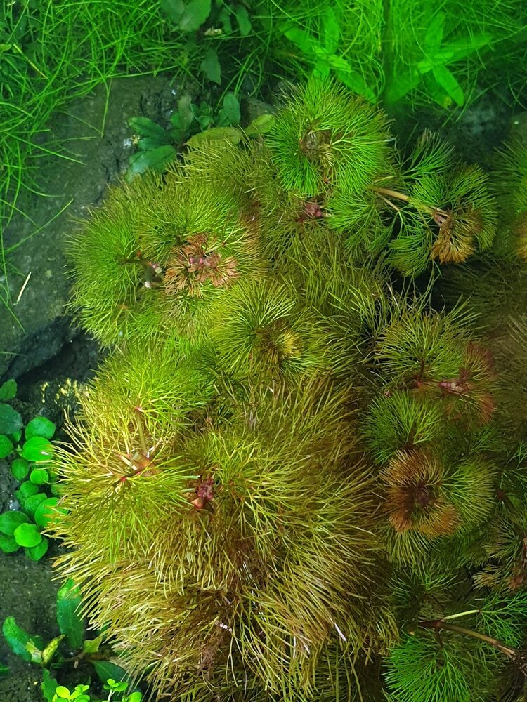 Wasserpflanze Cabomba Furcata Piauhyensis Wasserpflanze Cabomba Furcata Piauhyensis