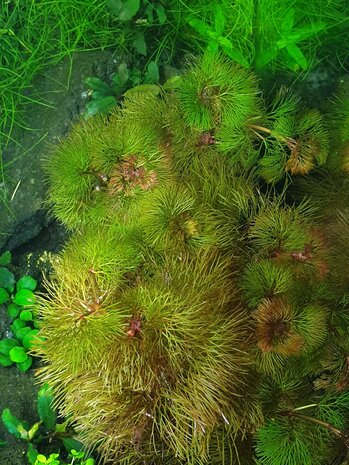Wasserpflanze Cabomba Furcata Piauhyensis Wasserpflanze Cabomba Furcata Piauhyensis