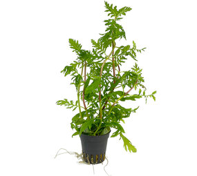 Wasserpflanze Hygrophila Difformis