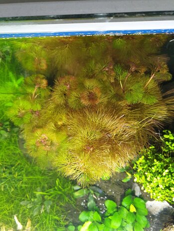Wasserpflanze Cabomba Furcata Piauhyensis Wasserpflanze Cabomba Furcata Piauhyensis