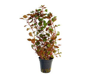 Wasserpflanze Ludwigia Sp. 'Mini Super Red
