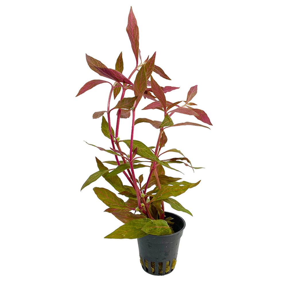 Wasserpflanze Alternanthera Reineckii 'Rosanervig Wasserpflanze Alternanthera Reineckii 'Rosanervig
